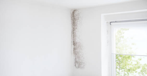 Best Comprehensive Air Testing for Mold Contaminants  in Thomasville, GA