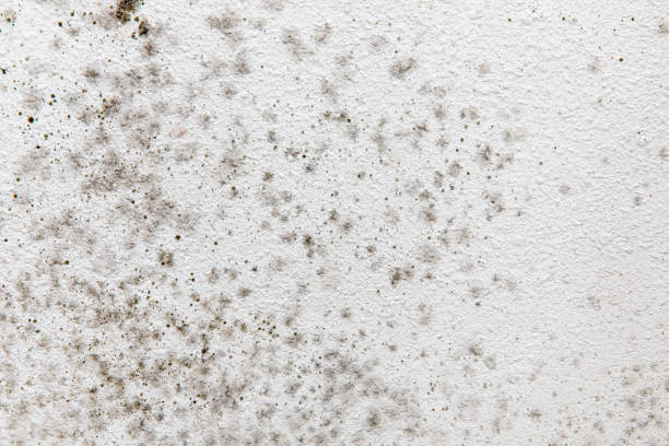 Trusted Thomasville, GA Mold Removal Experts